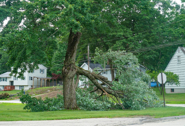 Best Tree Removal Cost  in Rockton, IL